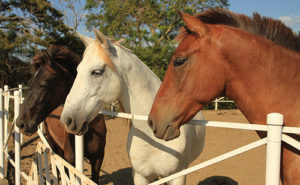Horses